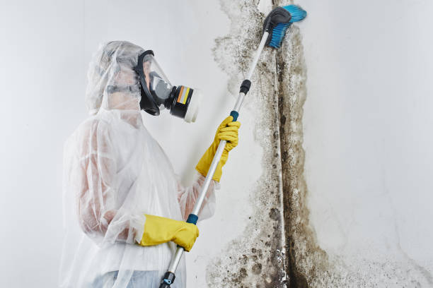 Best Industrial Mold Remediation  in Kenosha, WI