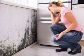 Best Mold Documentation for Insurance Claims  in Kenosha, WI